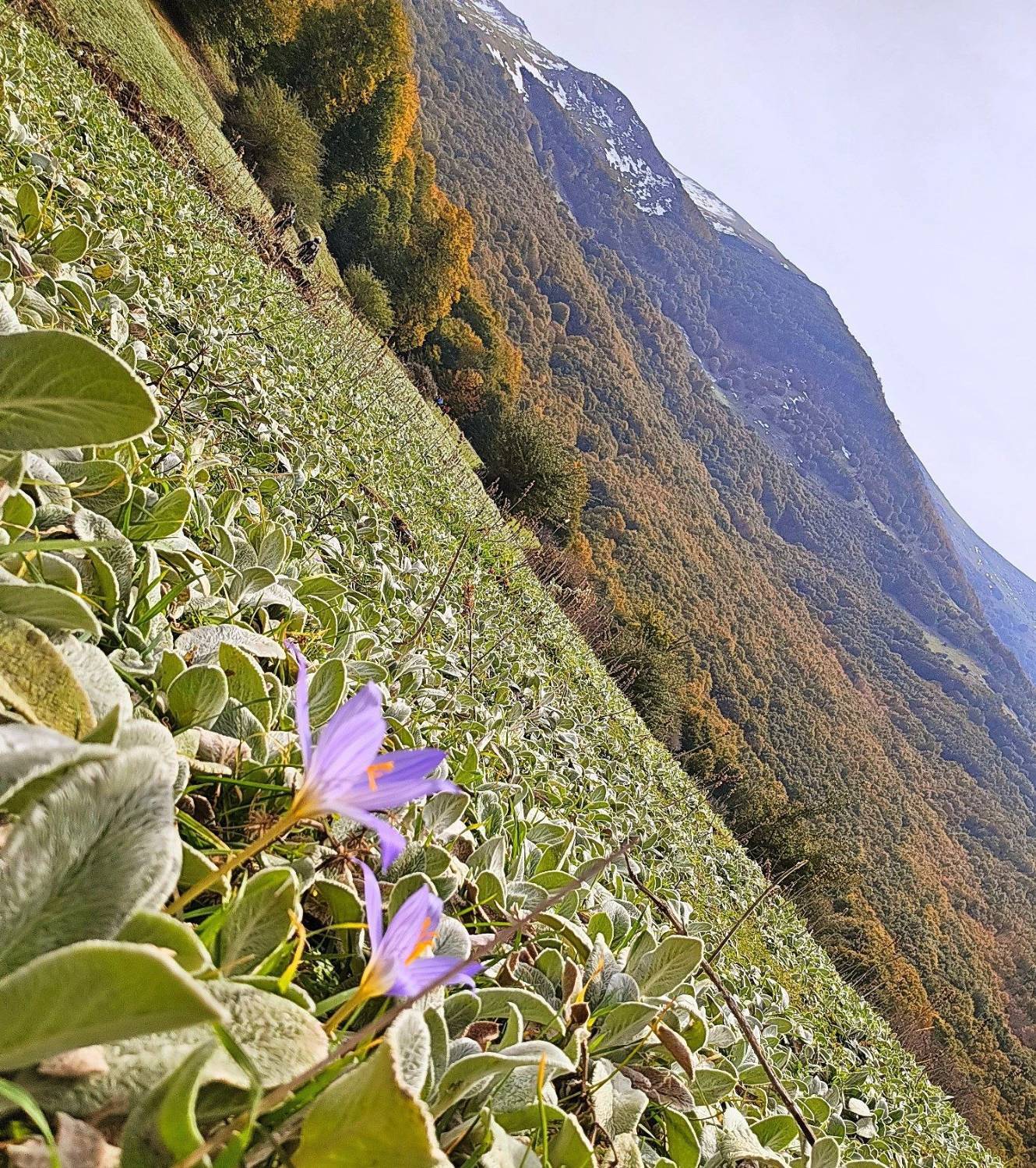 طبیعت