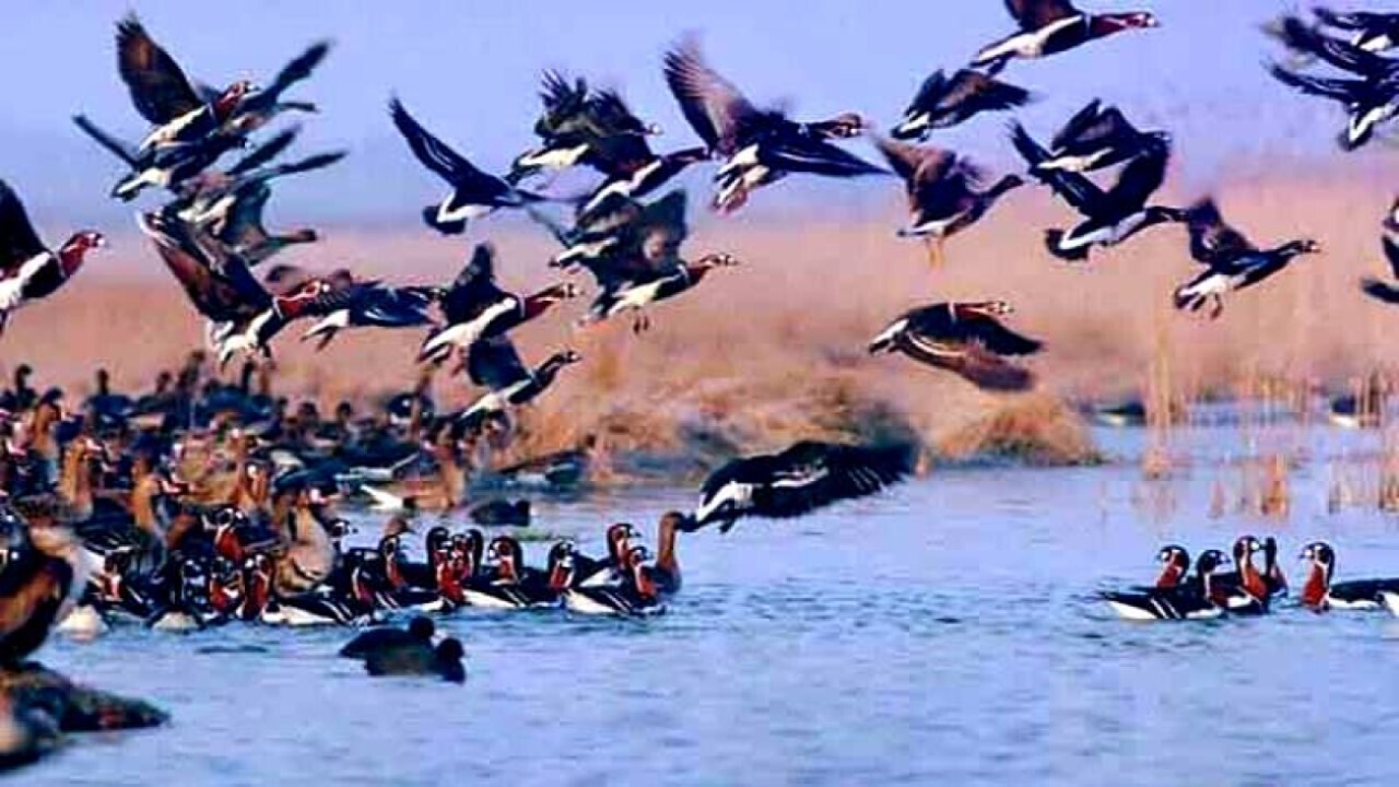 «غاز خاکستری» برای نخستین بار در خراسان‌شمالی مشاهده شد