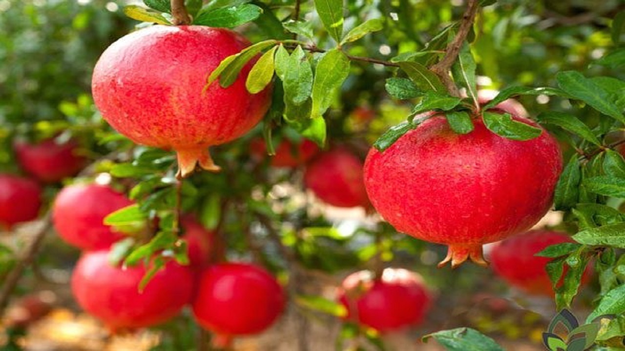 کاهش ۴۰ درصدی برداشت انار در خراسان جنوبی