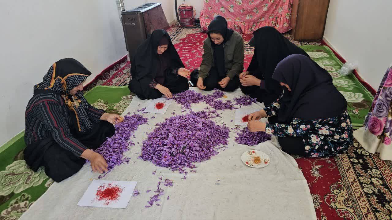 گل های زعفران، رونق بخش تولید مردمان زرند