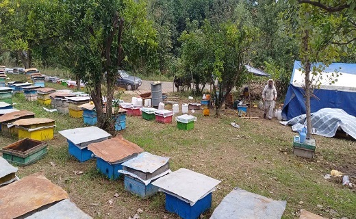 پایان سرشماری زنبورستان&zwnj;های گیلان