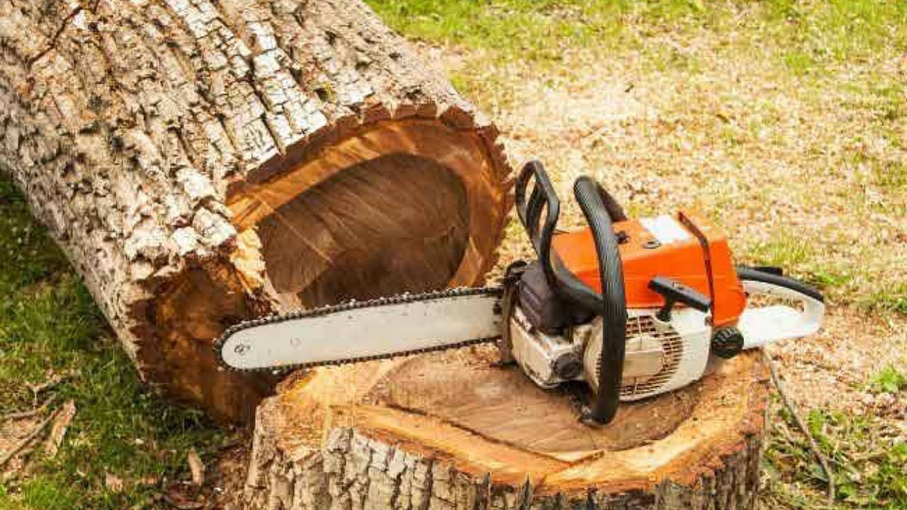 چوب فروشانِ سودجو، ریشه‌های تاریخی را می‌سوزانند