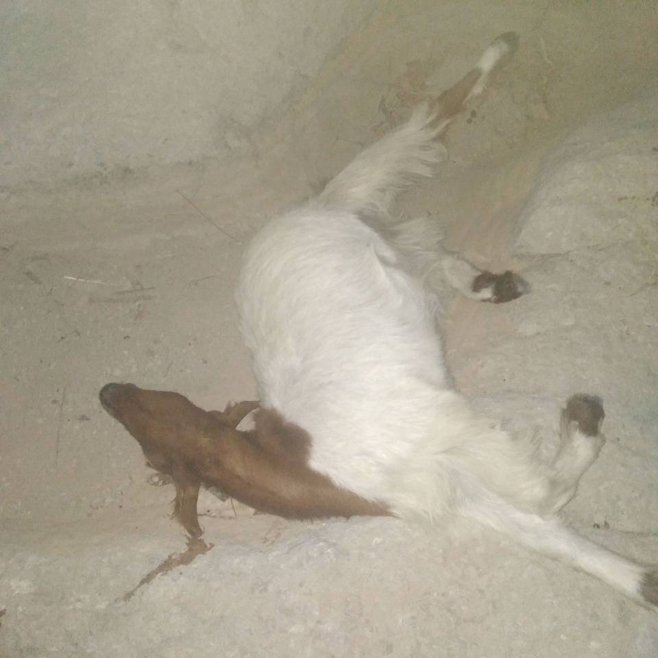 مرگ گوسفند
