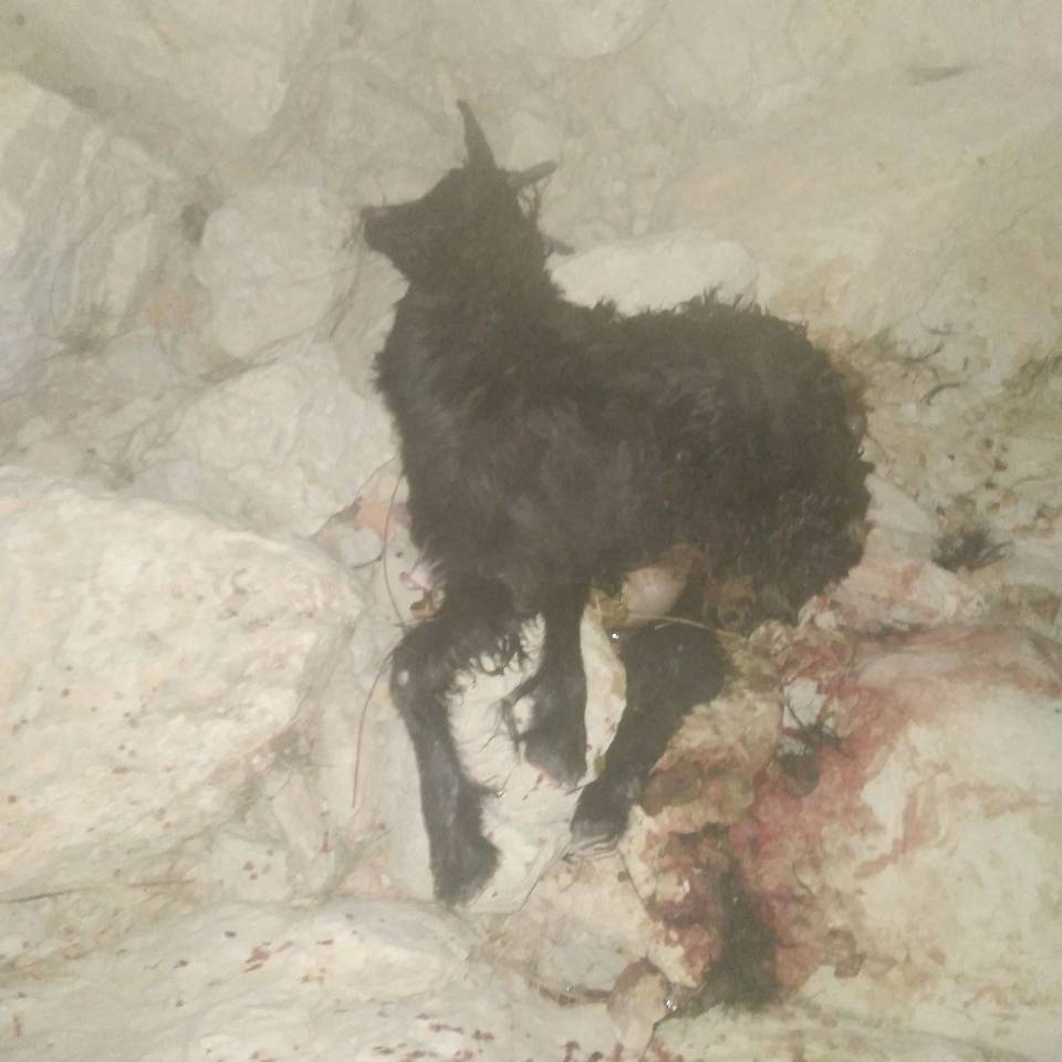 خسارت به دام