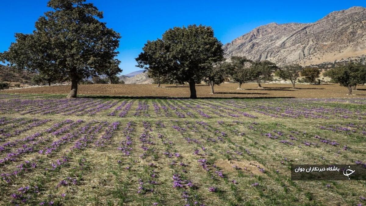 باشگاه خبرنگاران -برداشت زعفران از مزارع آذربایجان‌غربی آغاز شد