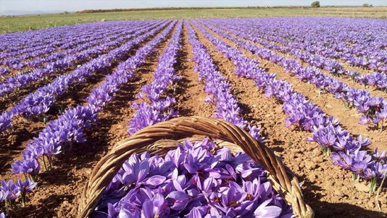پیش بینی برداشت ۱۶۰ کیلوگرم زعفران در آذربایجان غربی