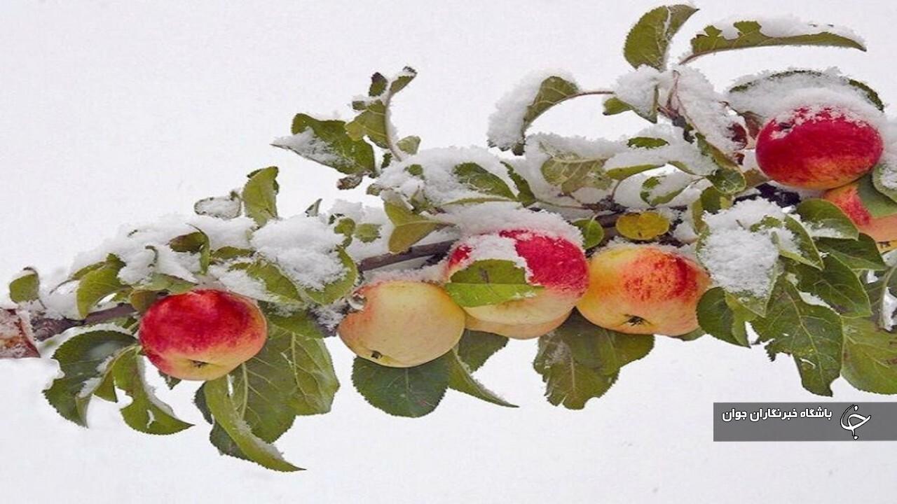 بارش برف زودهنگام پاییزه به باغ‌های سیب اشنویه خسارت زد