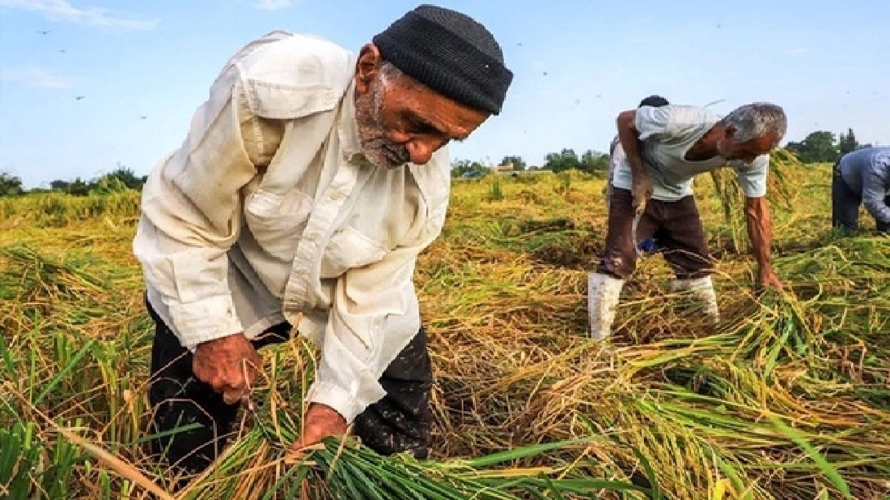 پرداخت ۱۰.۵ میلیارد تومان خسارت به کشاورزان لرستان