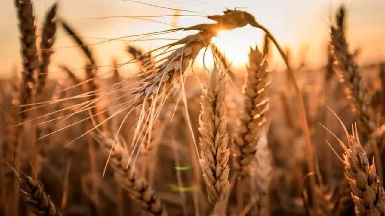 پرداخت مطالبات گندمکاران مازندرانی