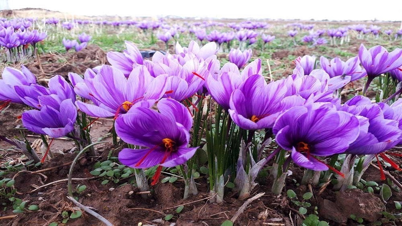 برداشت طلای‌سرخ در خراسان رضوی آغاز شد