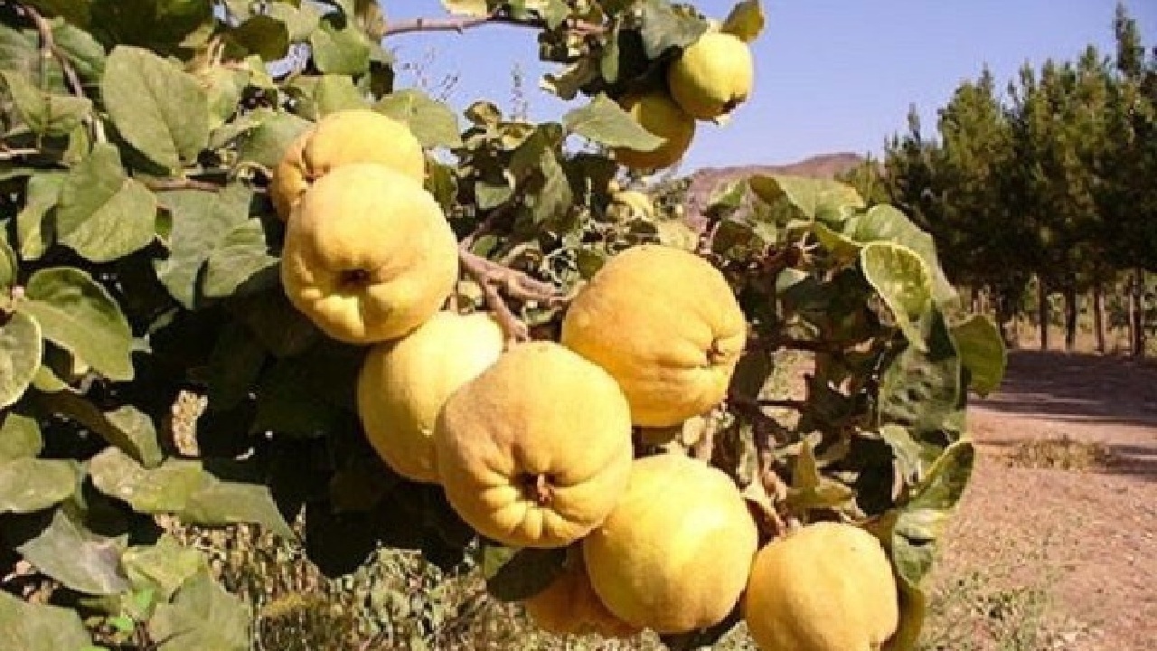 پیش‌بینی تولید ۸۰۰ تن بِه در لرستان