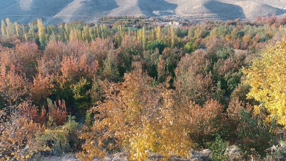 درختان رنگارنگ