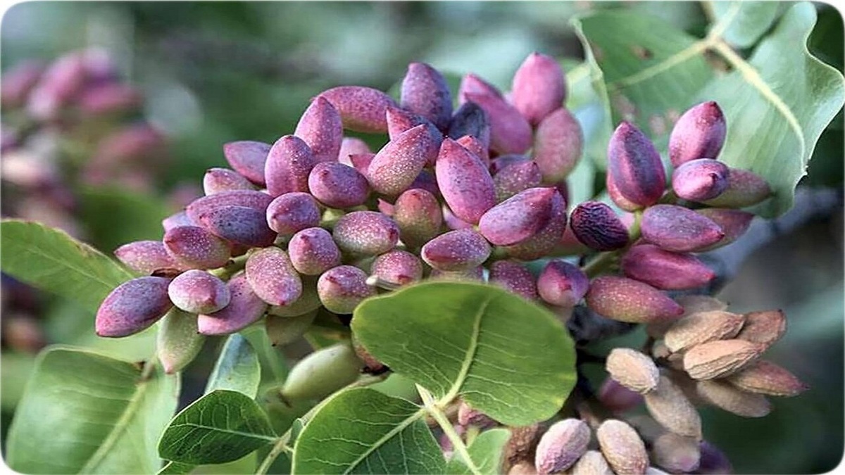 باشگاه خبرنگاران -پسته گیاهی مقاوم در ملایر کشت می‌شود