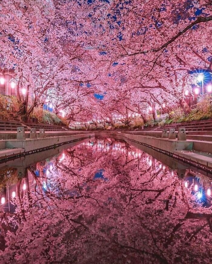 شکوفه های گیلاس