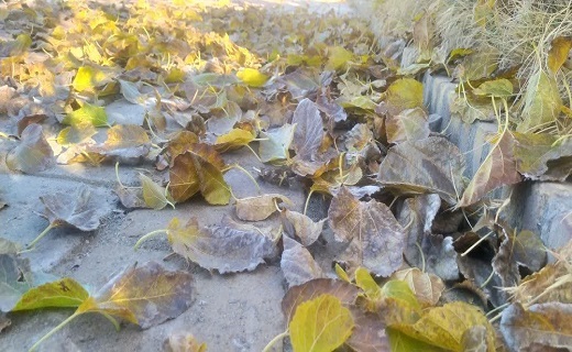 خودنمایی پاییز در بیرجند