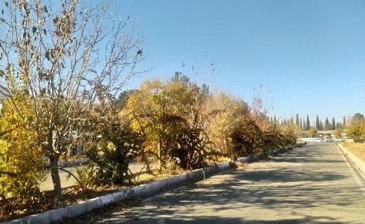 خودنمایی پاییز در بیرجند