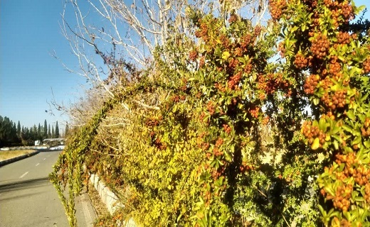 خودنمایی پاییز در بیرجند + تصاویر