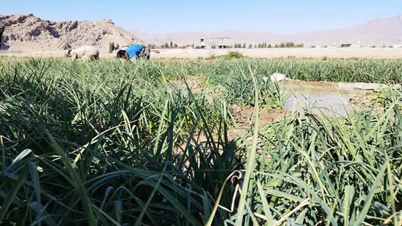 سیر سبز سیر سبز