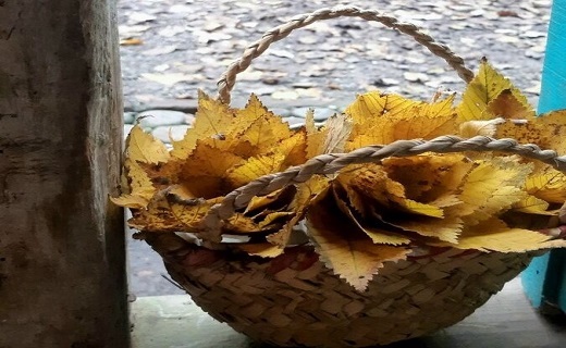 ردپای پاییز در طبیعت گیلان کوچک ردپای پاییز در طبیعت گیلان کوچک