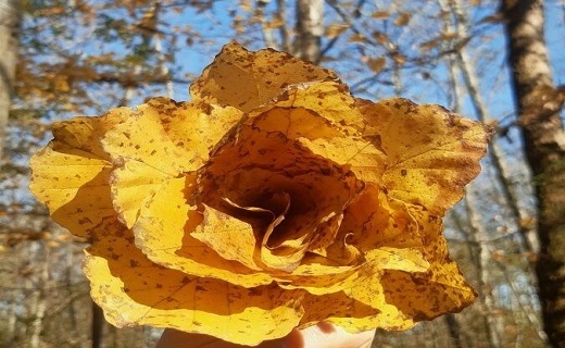 ردپای پاییز در طبیعت گیلان کوچک ردپای پاییز در طبیعت گیلان کوچک