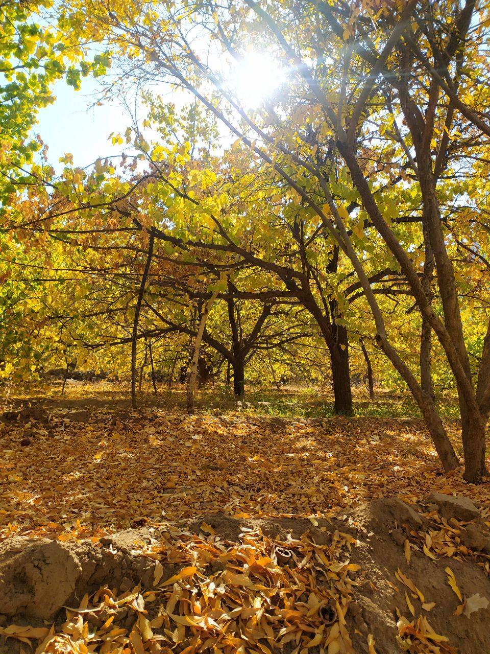نمای پاییزی روستای داوران