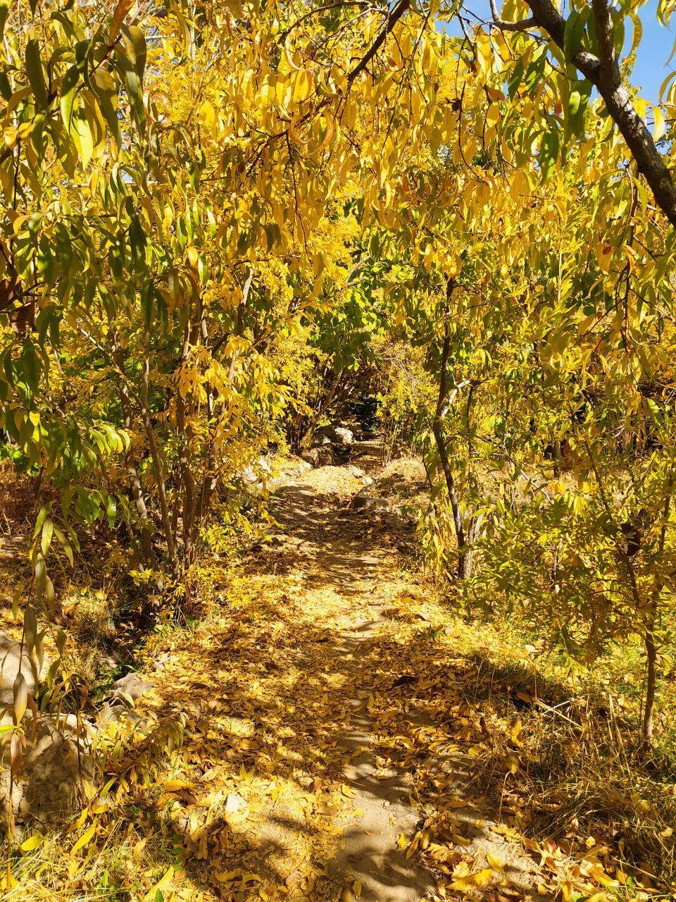 برگ های پاییزی روستای داوران