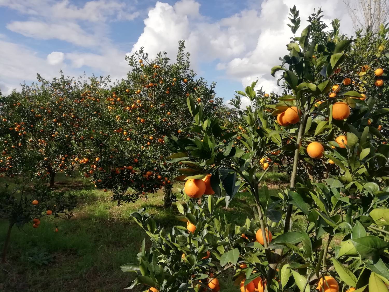 برداشت مرکبات در روستای حاجیکلا