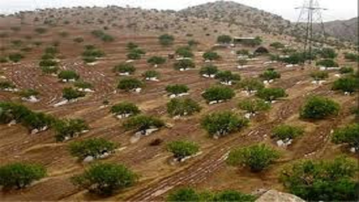باشگاه خبرنگاران -۱۵۲ هکتار جنگل‌کاری در نهاوند انجام می‌شود