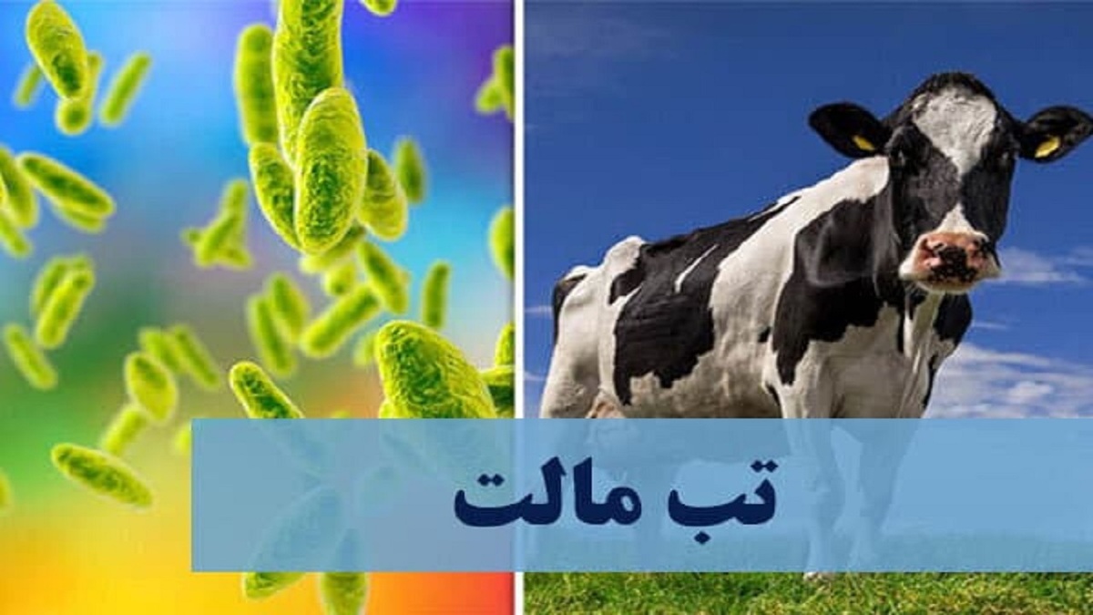 باشگاه خبرنگاران -روند کاهشی بروز تب مالت در استان همدان