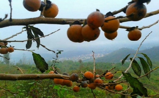 اربا دوشاب، عصاره ای شیرین از جنگل های گیلان