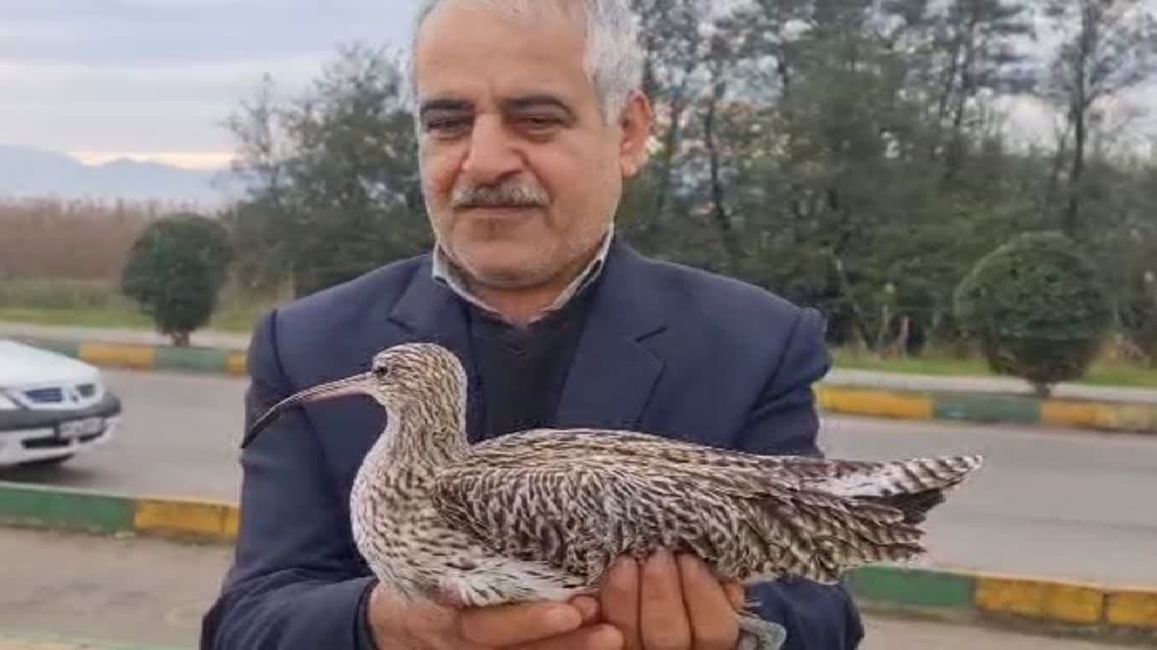 رهاسازی یک قطعه پرنده گیلانشاه در طبیعت گیلان