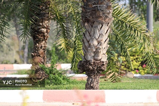 مرگ بی صدای نخل‌ها در کیش