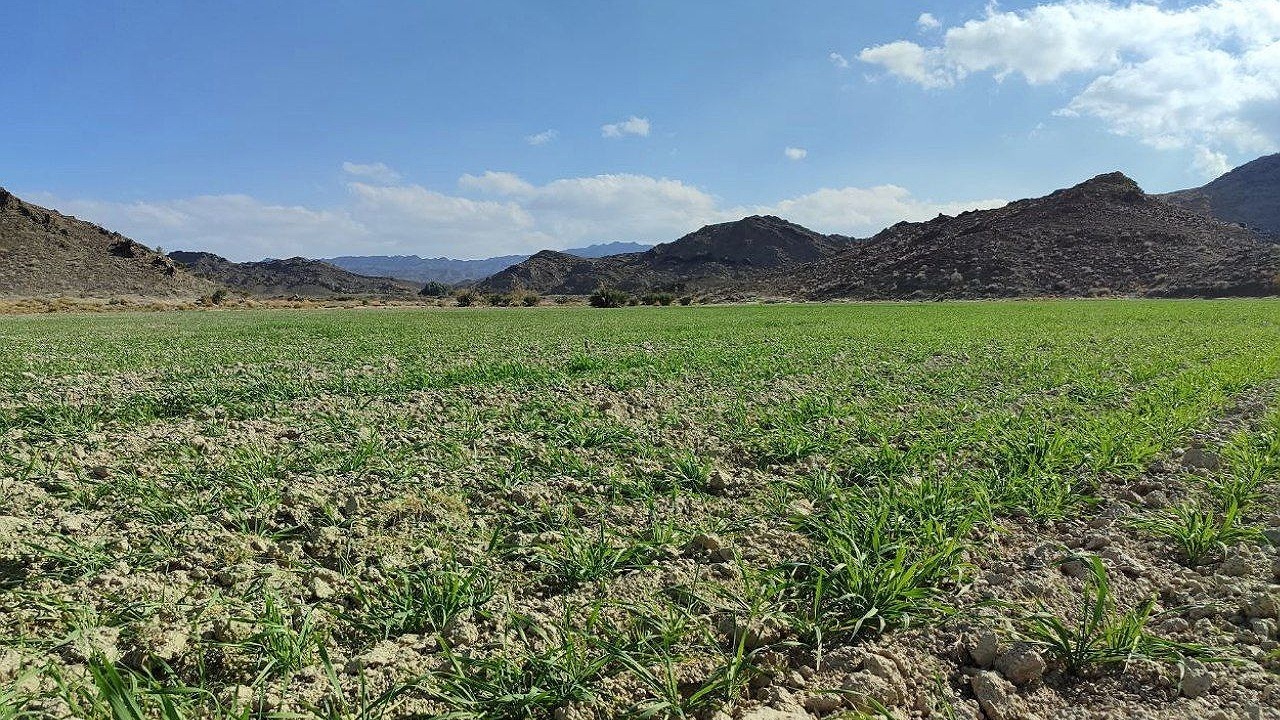 پاییز سبز گندم‌زارهای کردستان