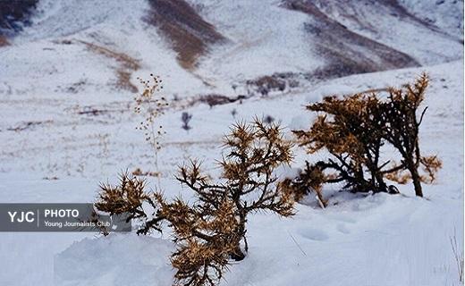 طبیعت برفی روستای کرمجگان قم