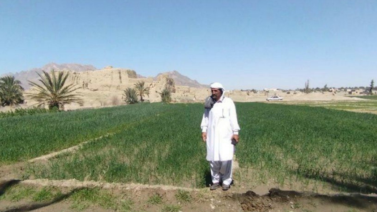 کشت ۸۰۰ هکتار گندم در شهرستان مهرستان