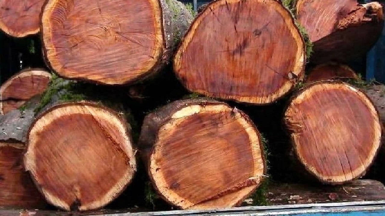 کشف ۱۹ تن چوب قاچاق در تاکستان