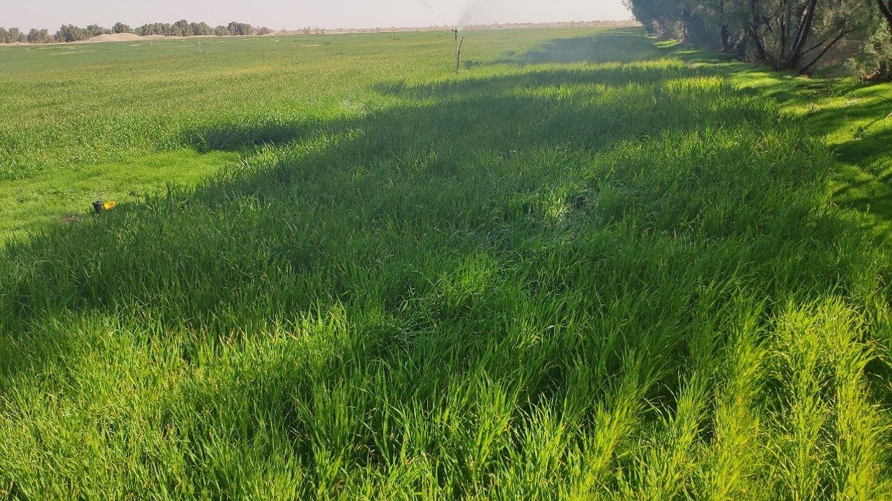 اختصاص ۸۰۰ هکتار از زمین‌های کشاورزی شهرستان زاهدان به کشت جو