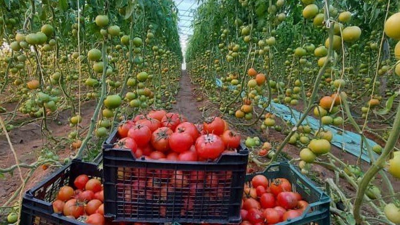 صادرات محصولات گلخانه‌ای خاش از ۵۵۰تن فراتر رفت
