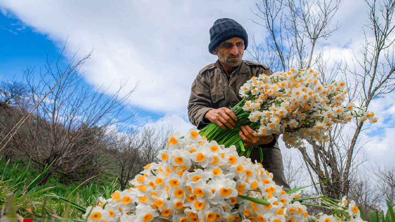 صد و پنجاه هزار شاخه گل نرگس در گلستان تولید می شود