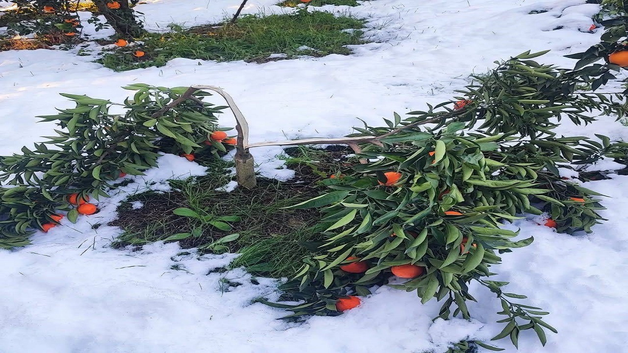 خسارت به باغ‌های روستای حاجیکلا بر اثر بارش برف + فیلم و عکس