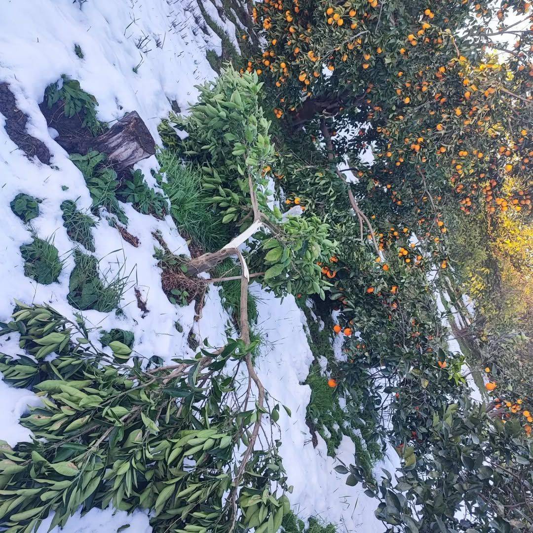بارش برف در روستای حاجیکلا