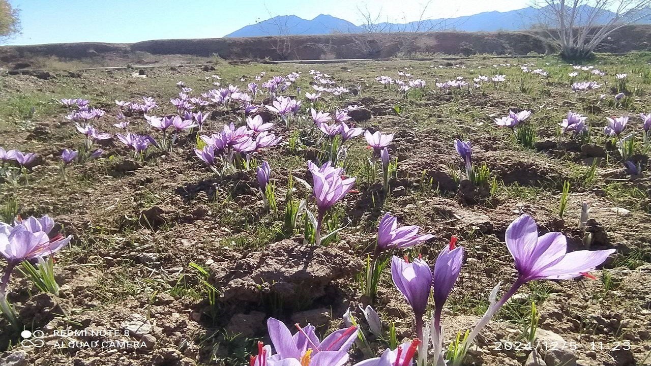 نگاهی به مزرعه زعفران روستای همت آباد + عکس