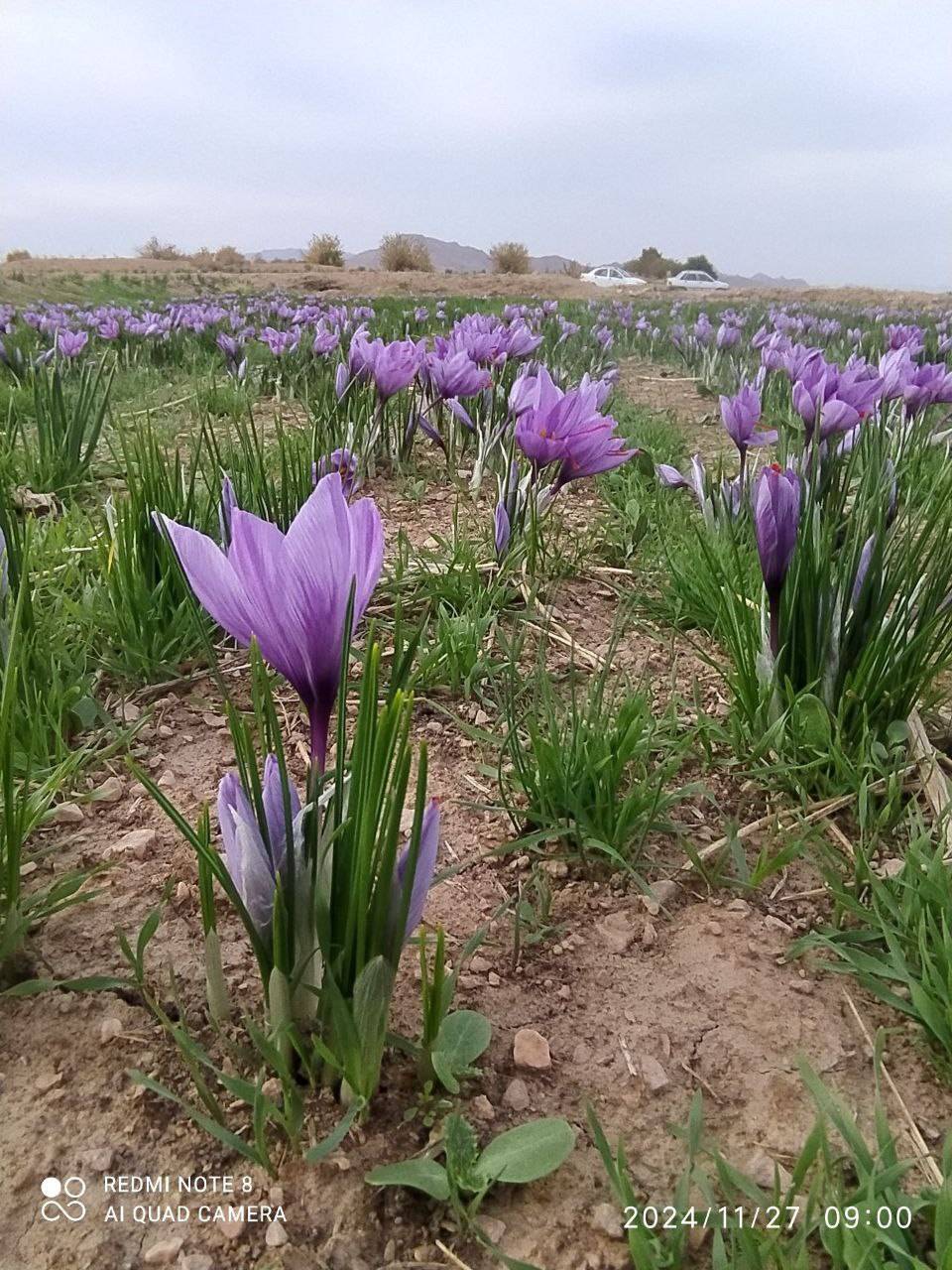 مزرعه زعفران