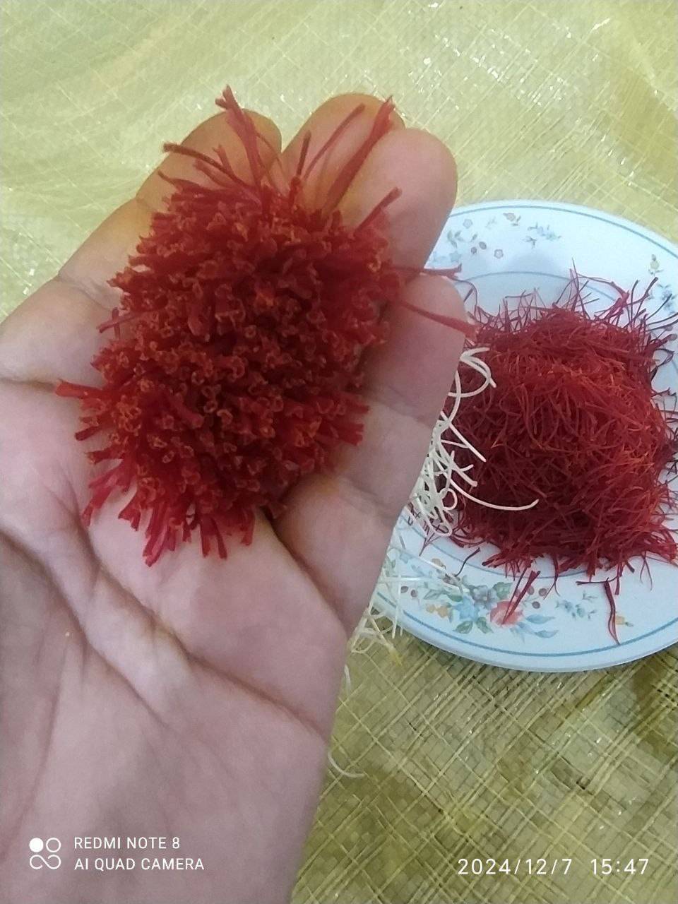 تولید زعفران