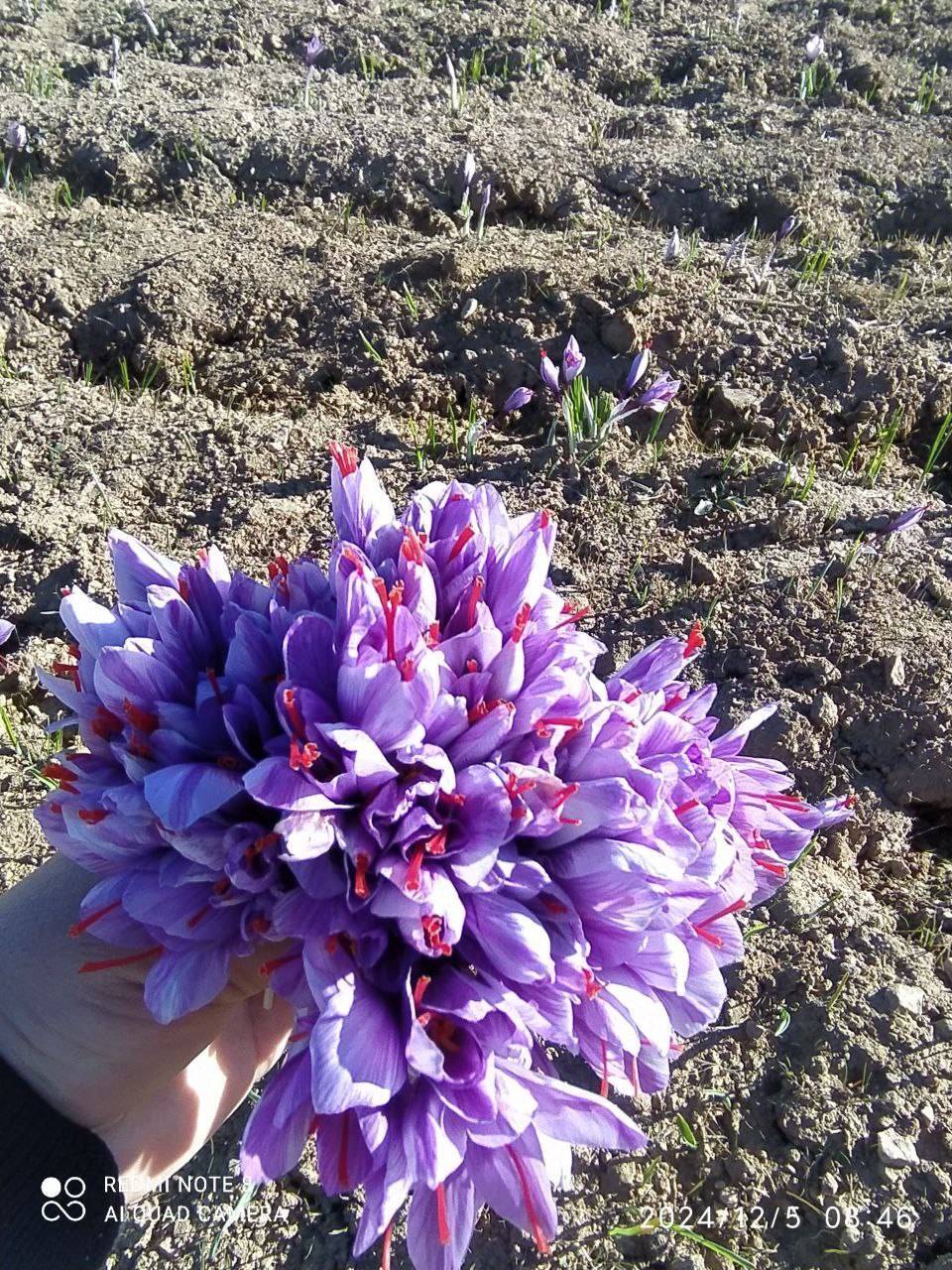 گلهای زعفران