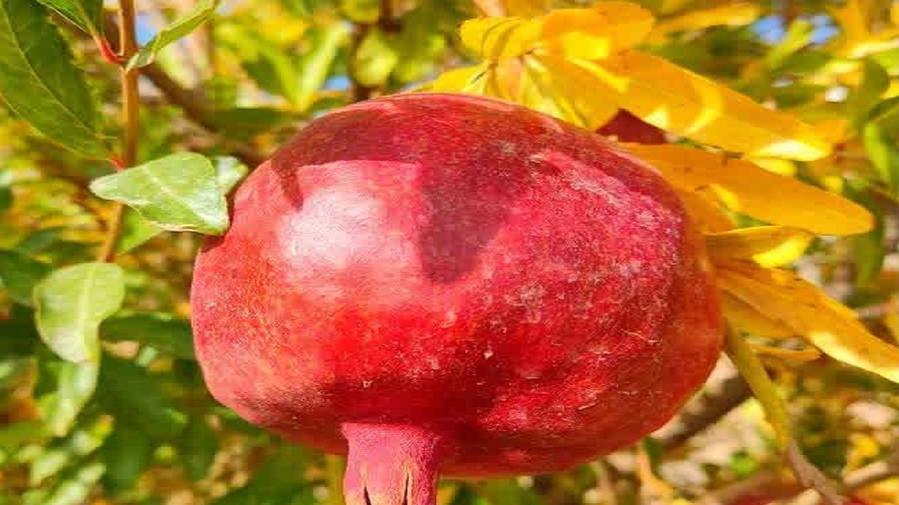 آخرین روزهای پاییز در خراسان جنوبی