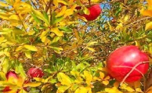 آخرین روزهای پاییز در خراسان جنوبی
