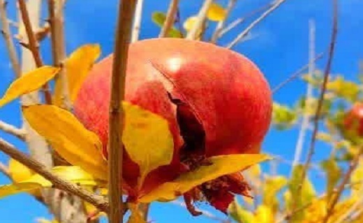 آخرین روزهای پاییز در خراسان جنوبی
