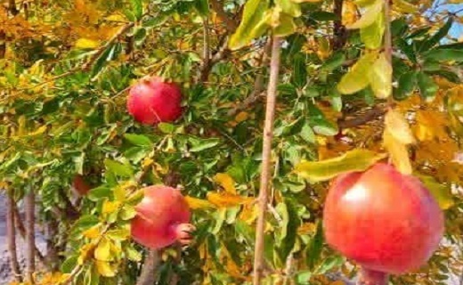آخرین روزهای پاییز در خراسان جنوبی