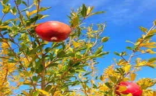 آخرین روزهای پاییز در خراسان جنوبی